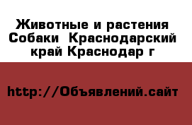 Животные и растения Собаки. Краснодарский край,Краснодар г.